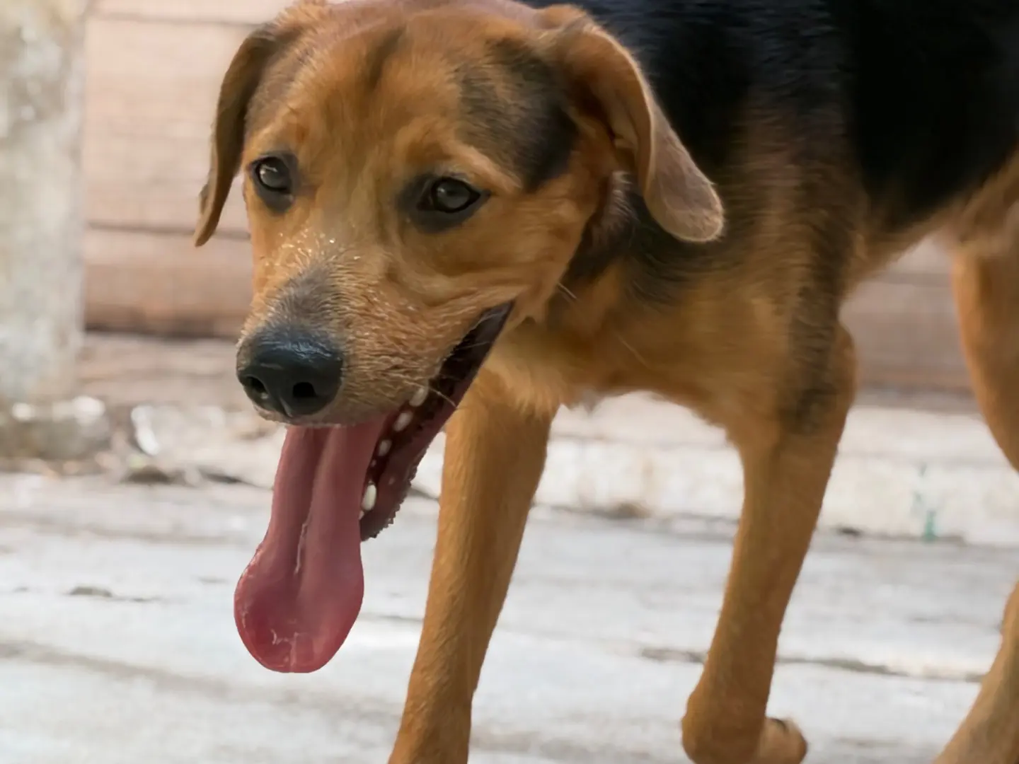 Adotta il cane Rocky a Milano