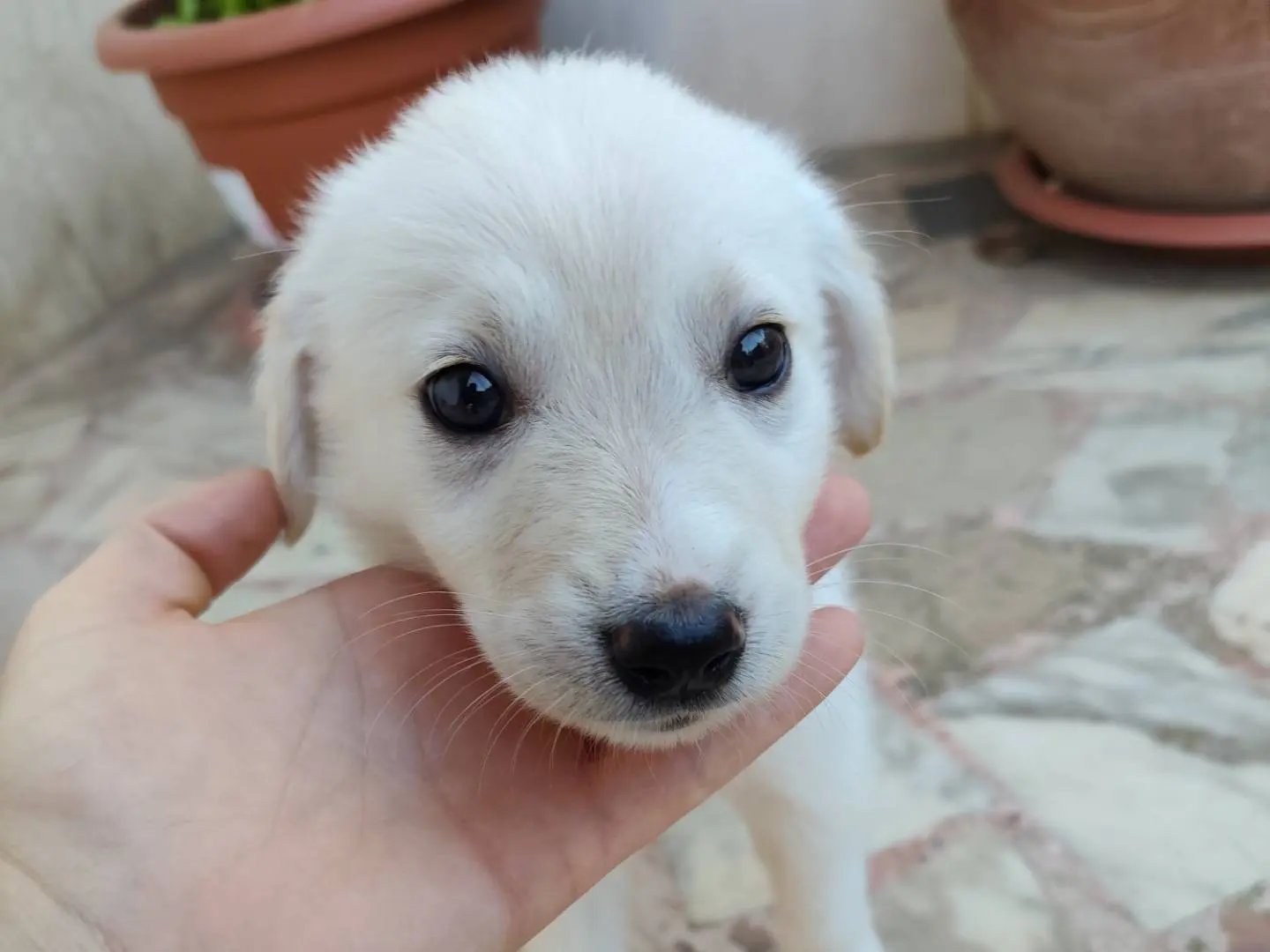 Adozione cane, maschio, Razza sconosciuta Razza sconosciuta, 6 mesi, taglia media, Catanzaro