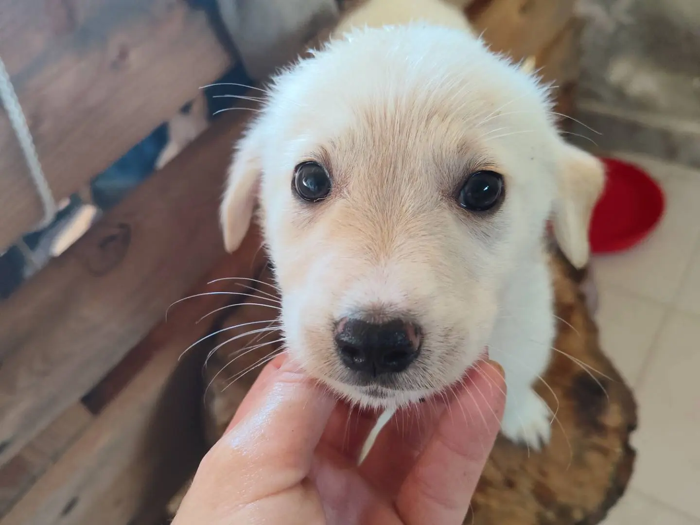 Adotta un cane, maschio, 6 mesi, Catanzaro