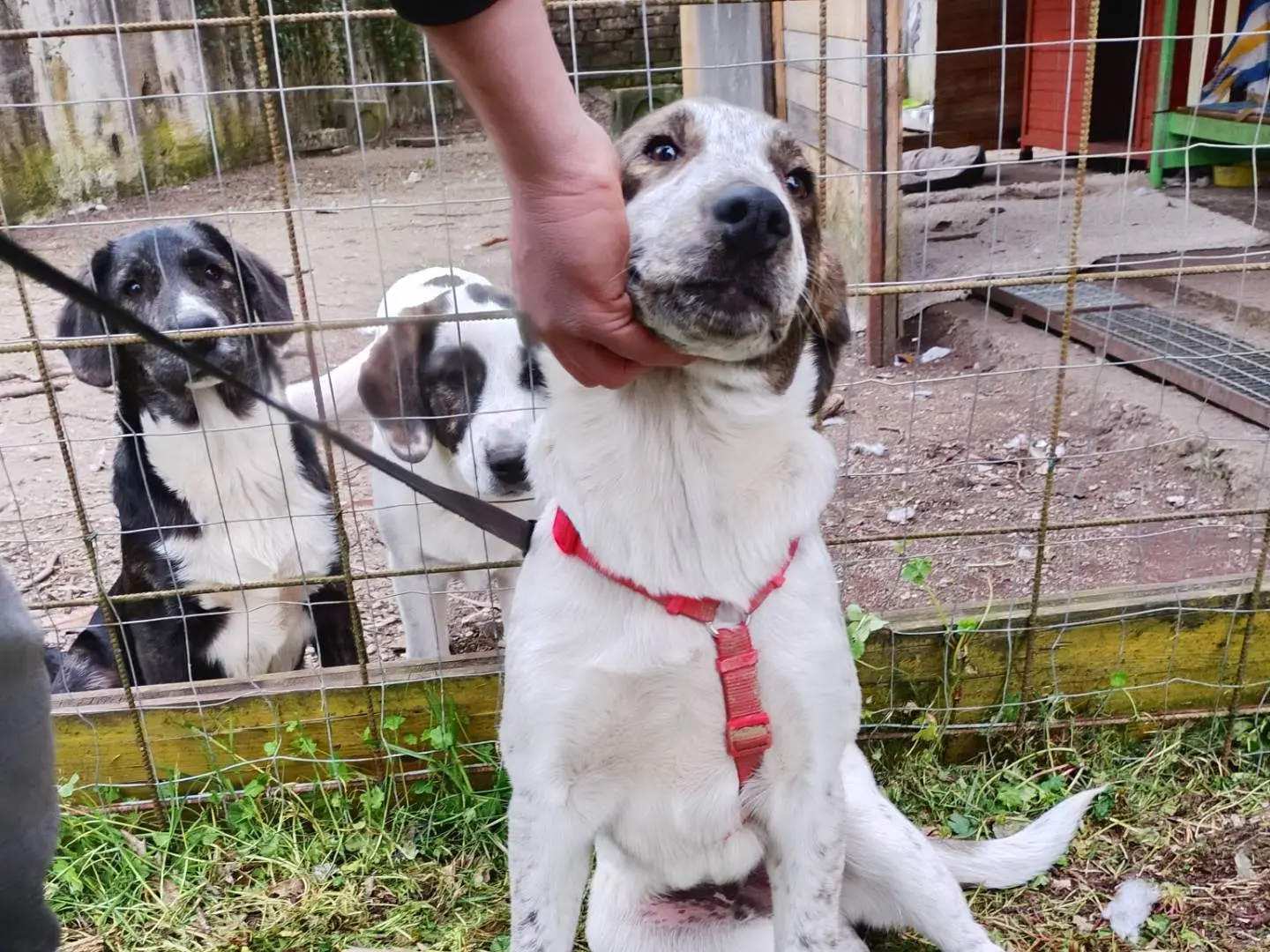 Foto 1 dell'animale