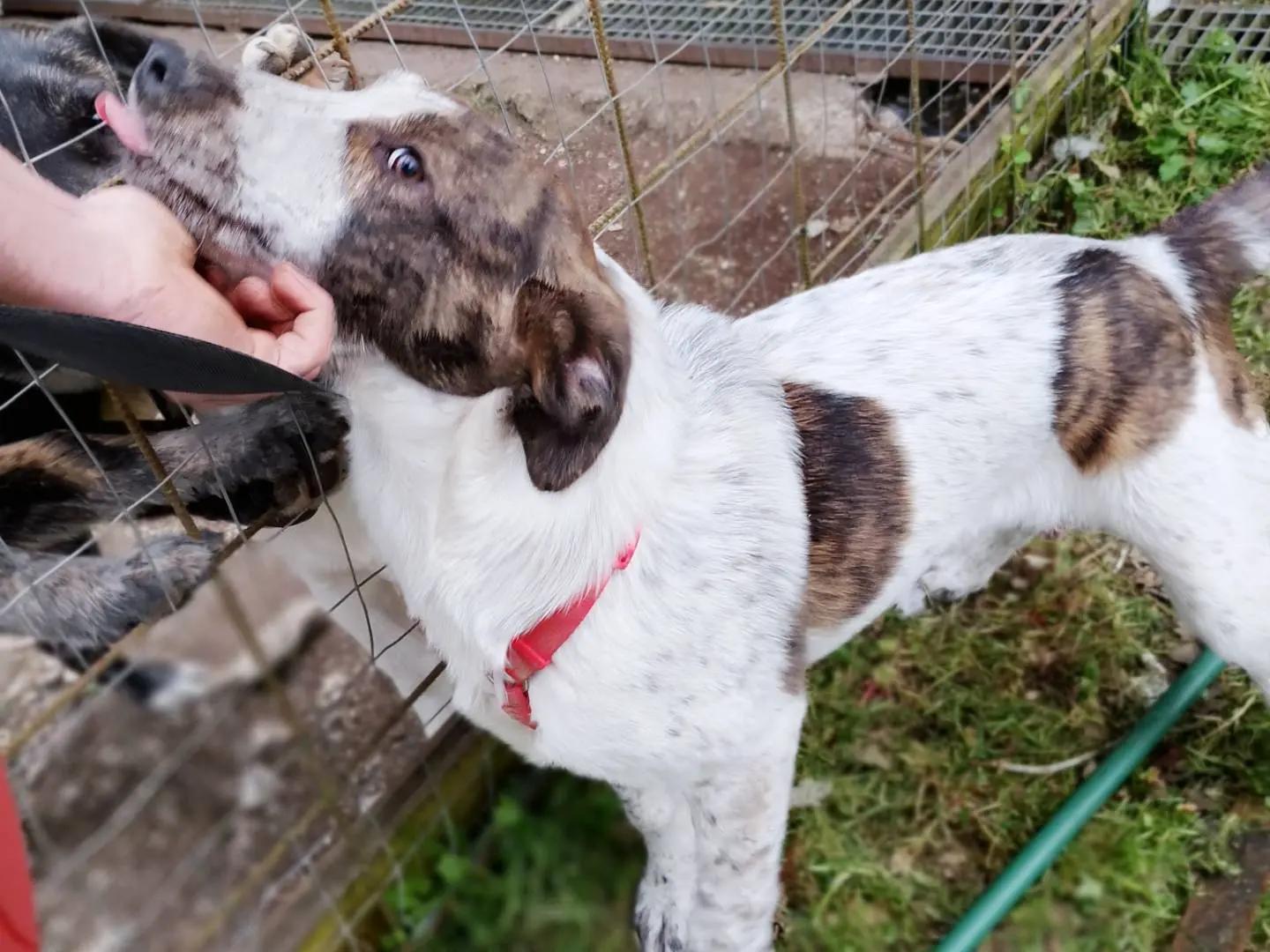 Vuoi adottare un cane a Frosinone?