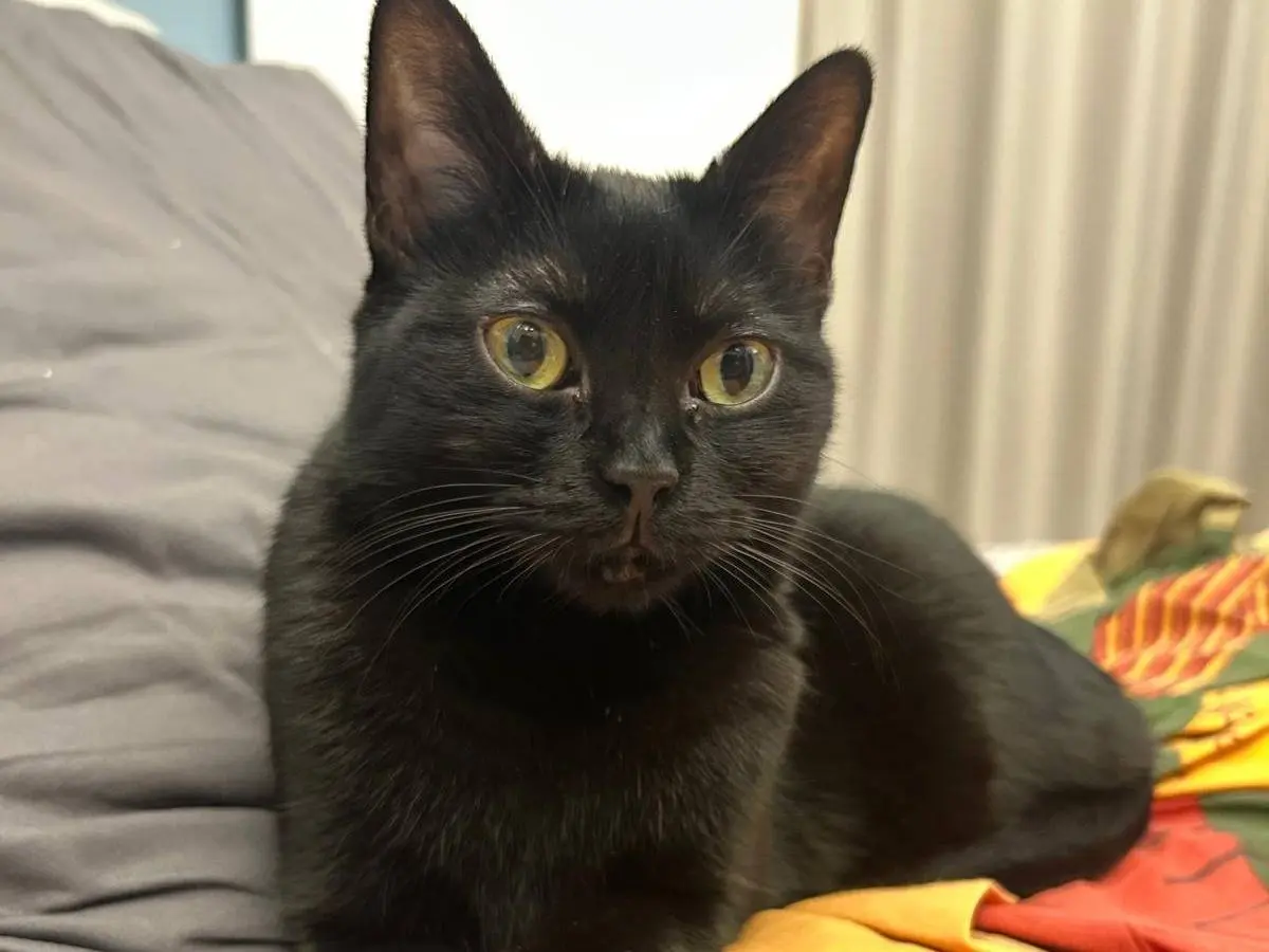 Adozione gatto, femmina, Razza sconosciuta Razza sconosciuta, 10 anni, taglia non valida, Torino