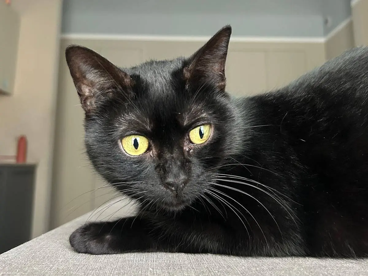 Adotta un gatto, femmina, 10 anni, Torino