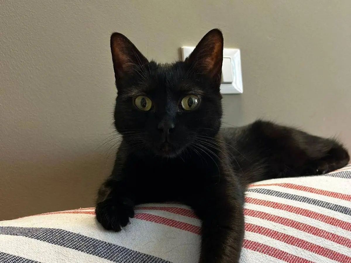Adotta il gatto Eloise a Torino