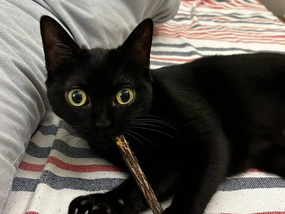 Adotta un gatto, taglia non valida, femmina, Torino