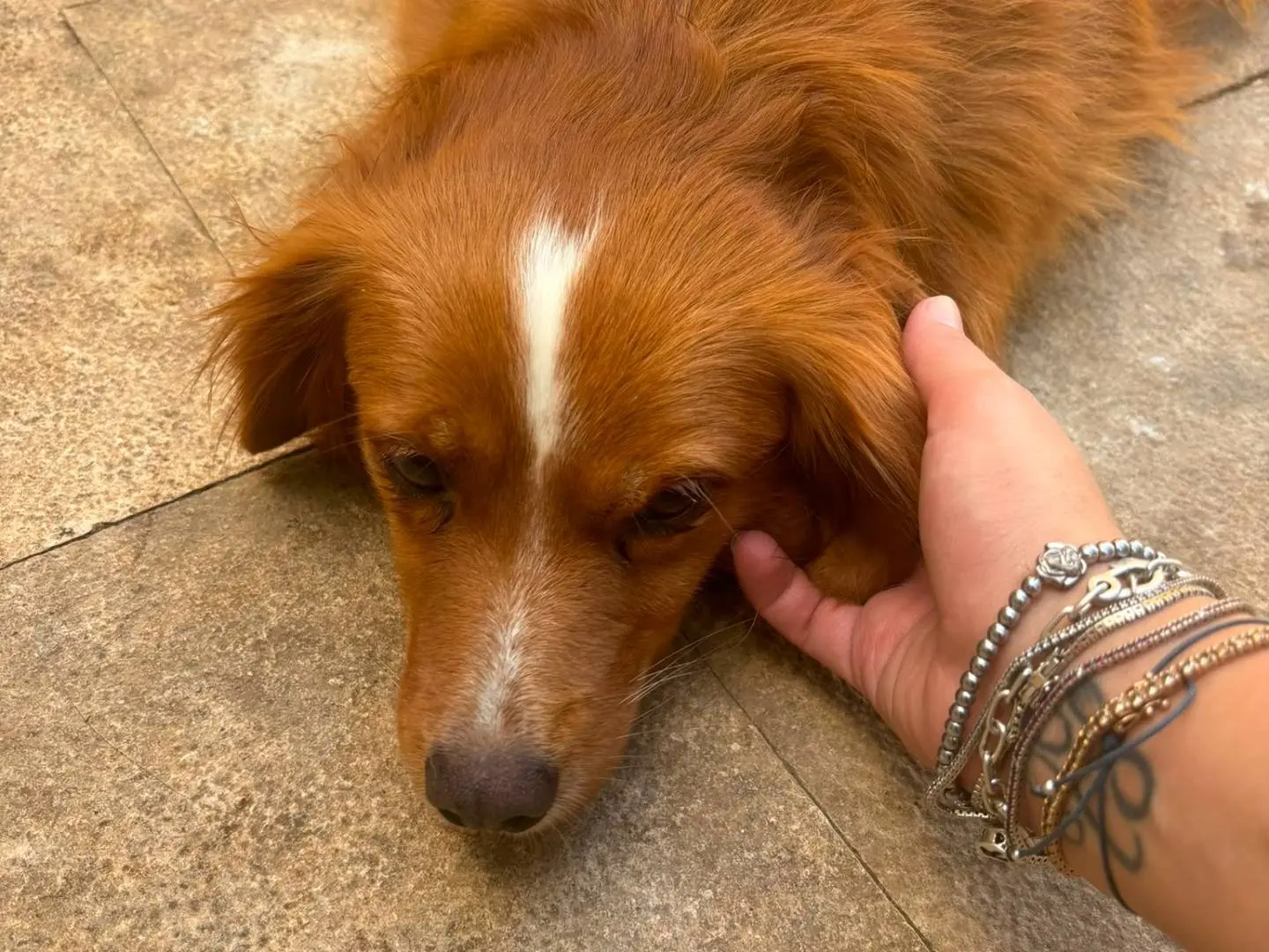 Vuoi adottare un cane a Bari?