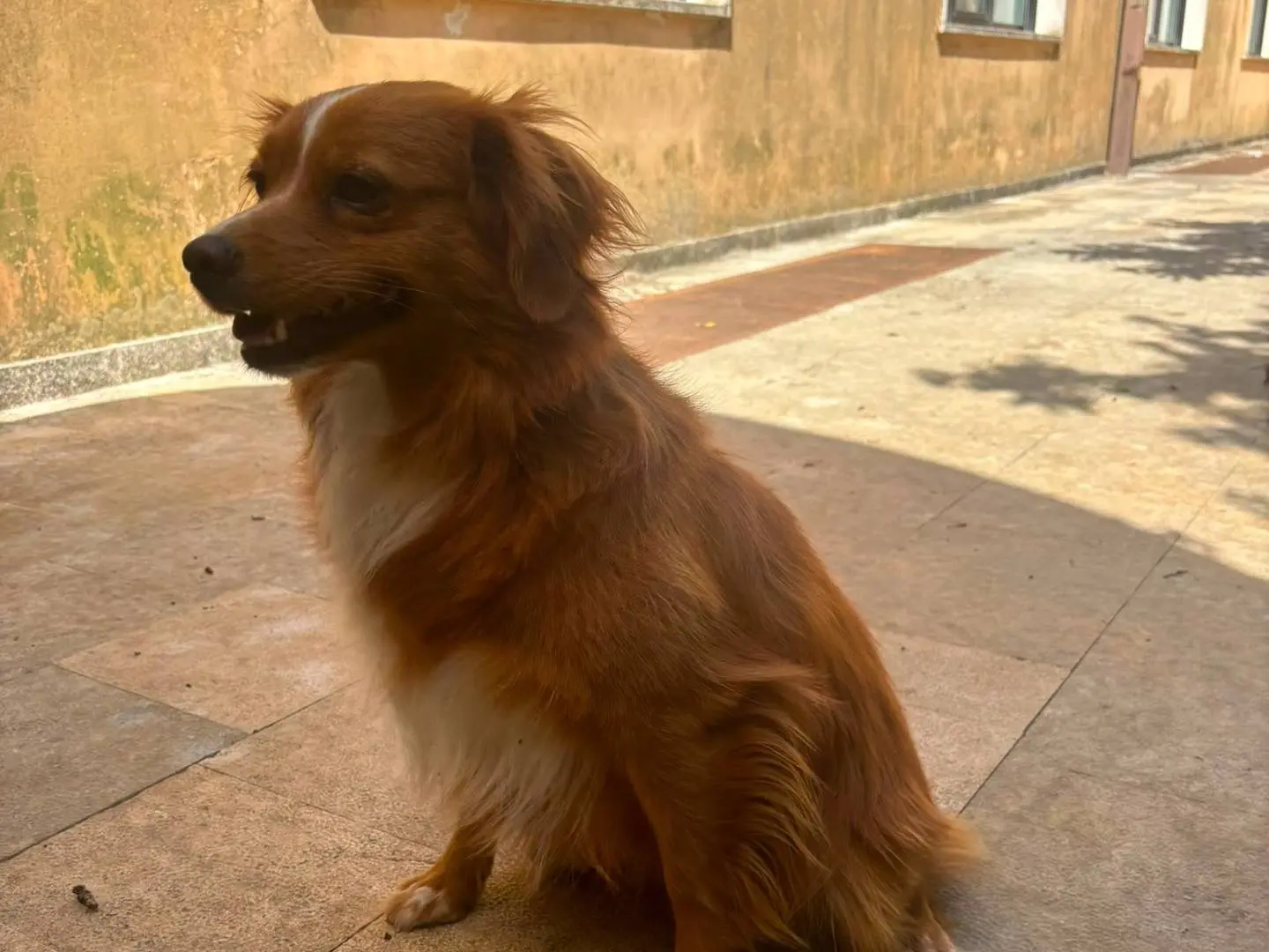 Adotta il cane Lia a Bari