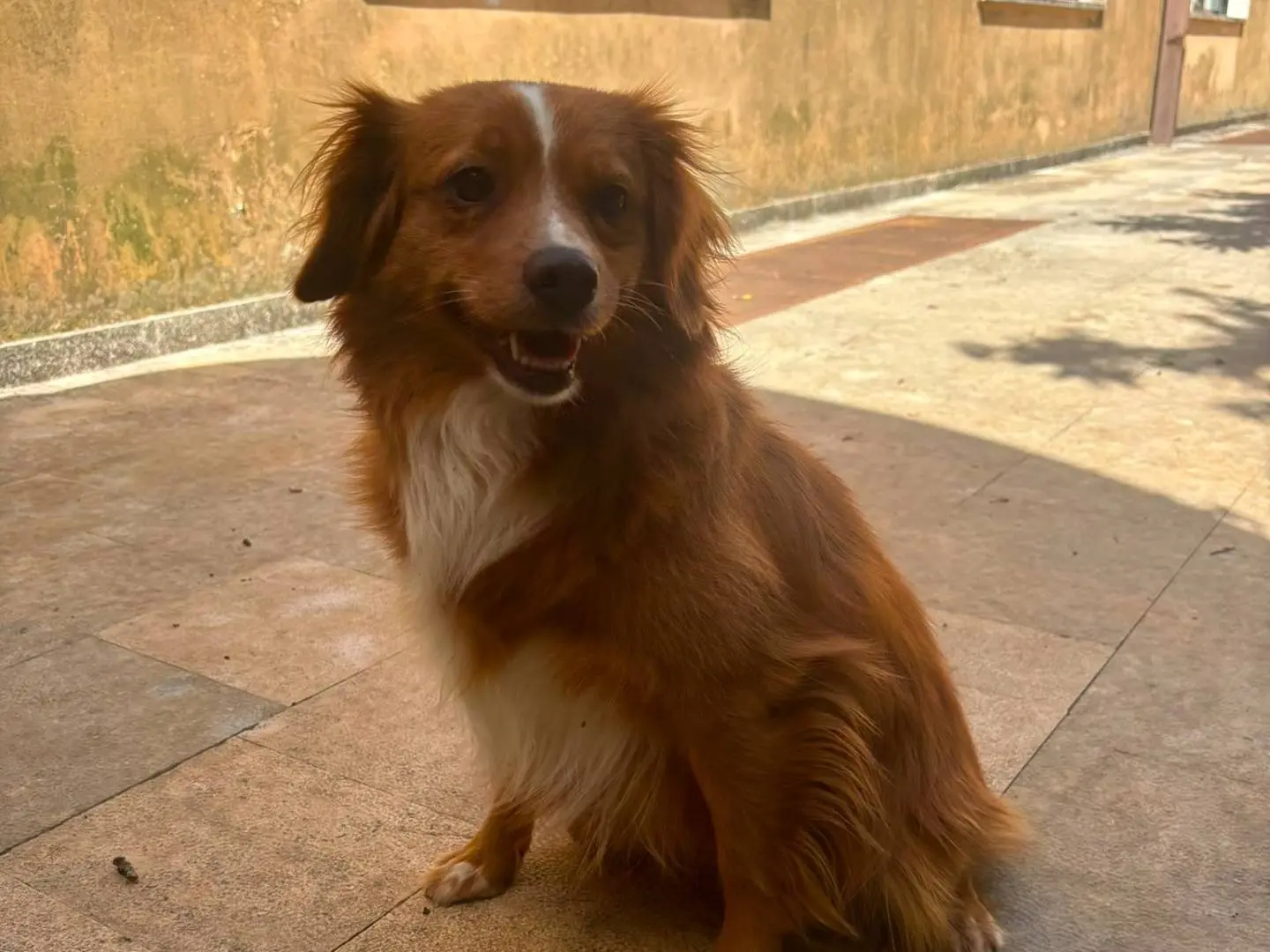 Adozione cane, femmina, Razza sconosciuta Razza sconosciuta, 2 anni e 2 mesi, taglia media contenuta, Bari