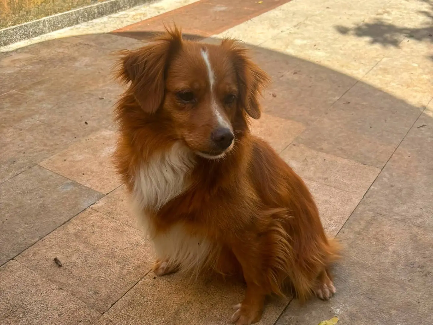 Adotta un cane, taglia media contenuta, femmina, Bari