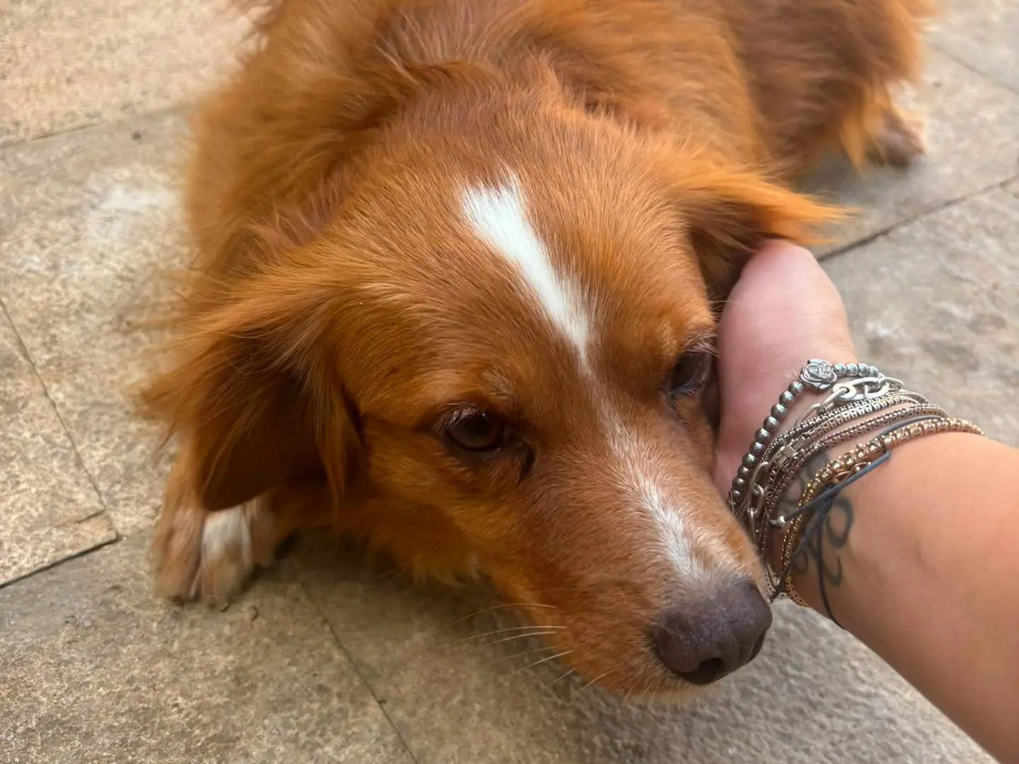 Adotta un cane, femmina, 2 anni e 2 mesi, Bari