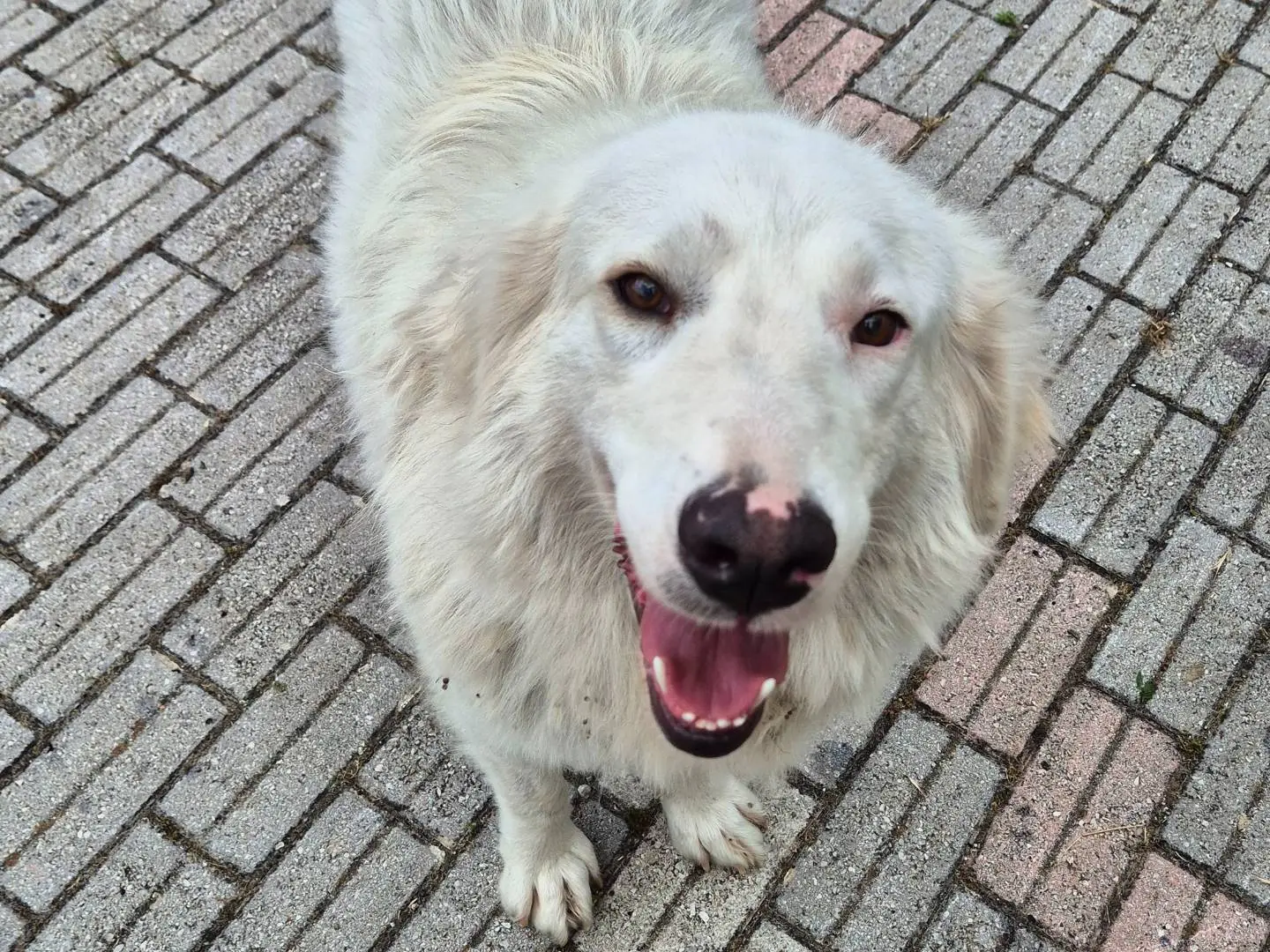 Adotta un cane, femmina, 2 anni e 9 mesi, Potenza