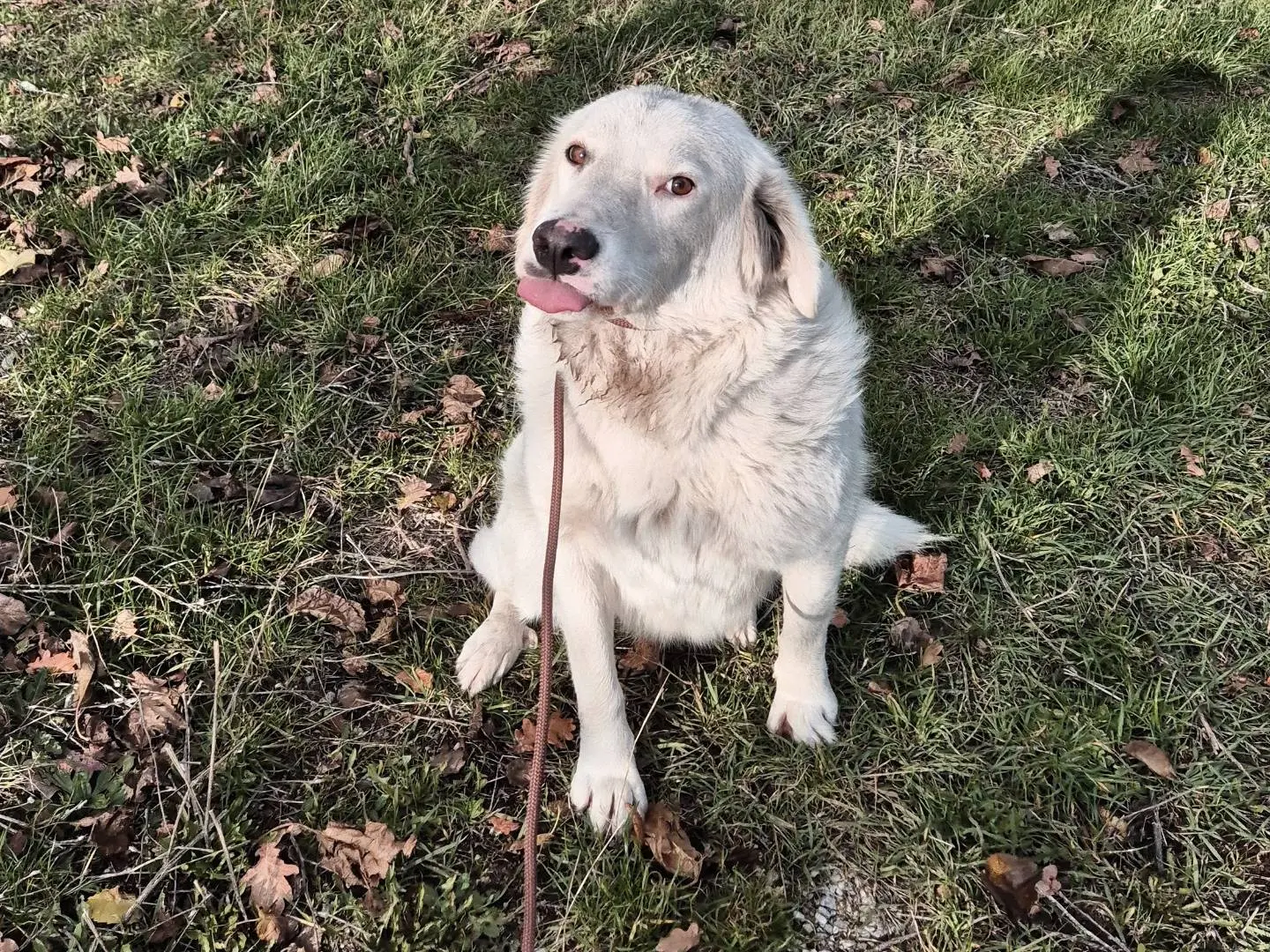 Vuoi adottare un cane a Potenza?