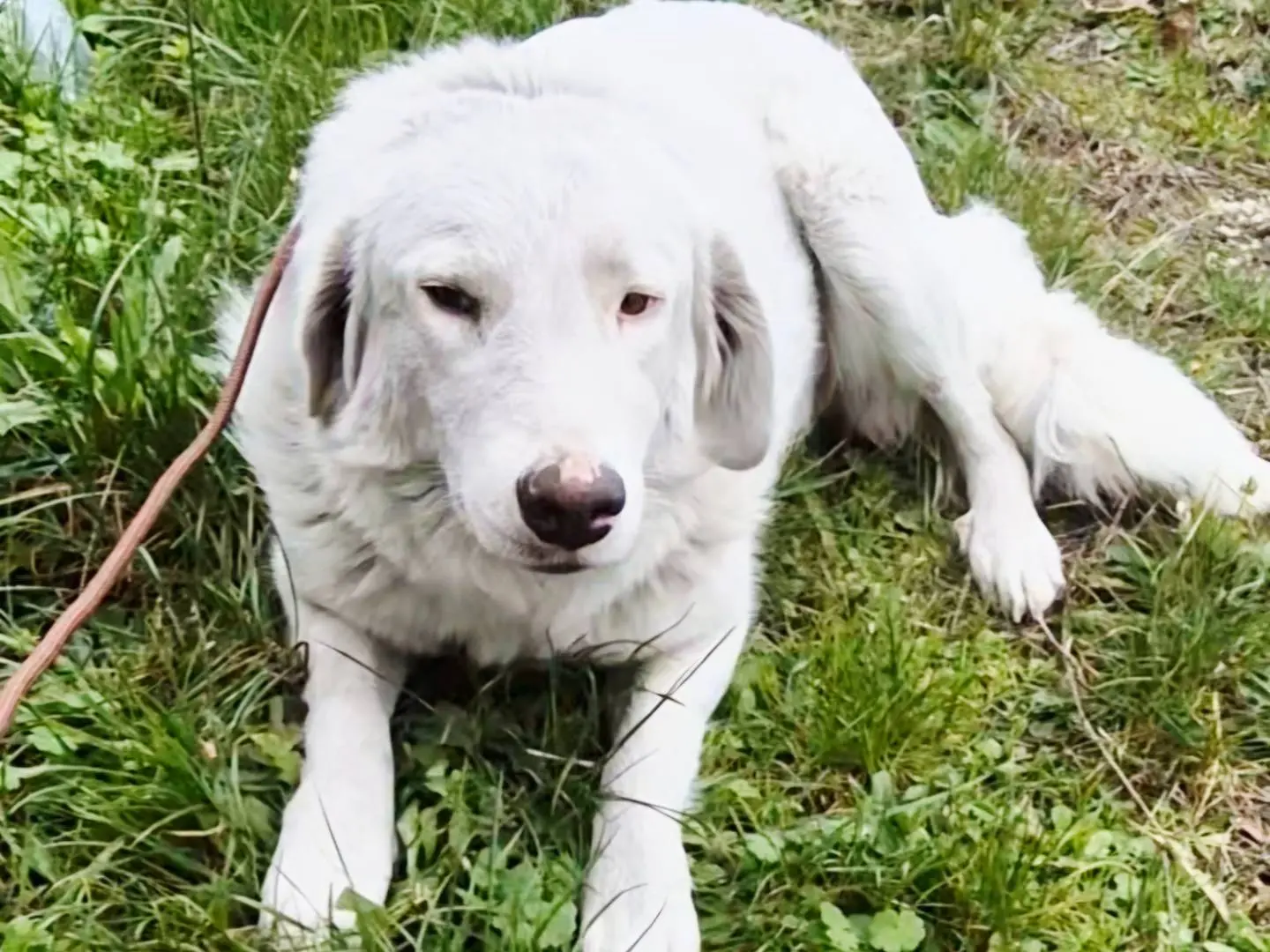 Adozione cane, femmina, Pastore maremmano Razza sconosciuta, 2 anni e 9 mesi, taglia grande, Potenza
