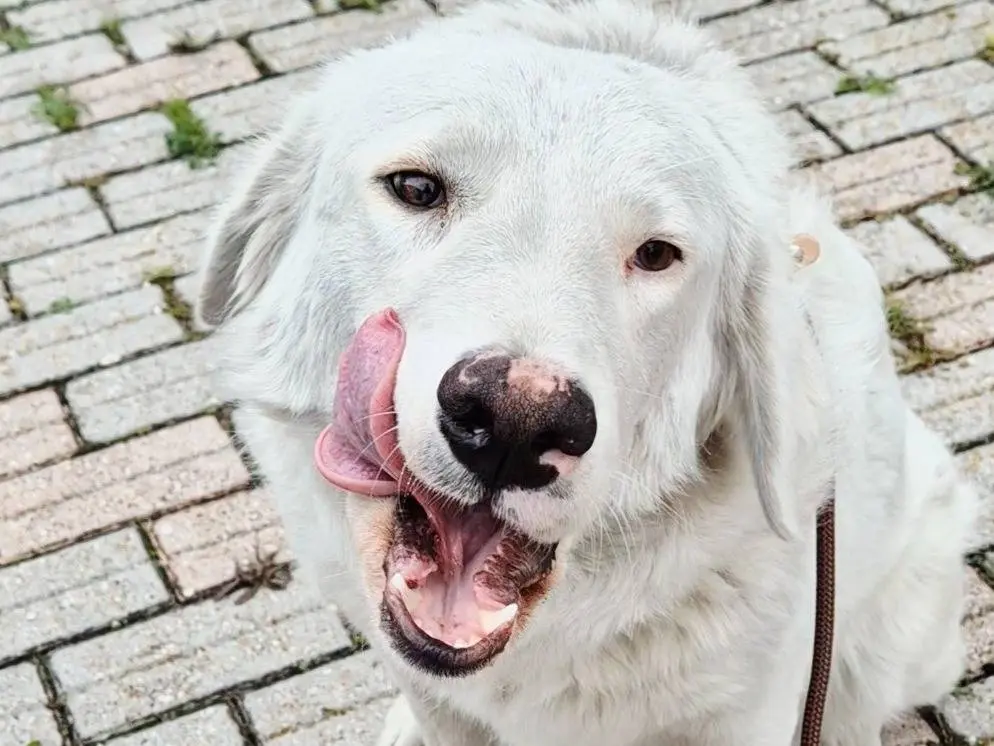 Adotta un cane, taglia grande, femmina, Potenza