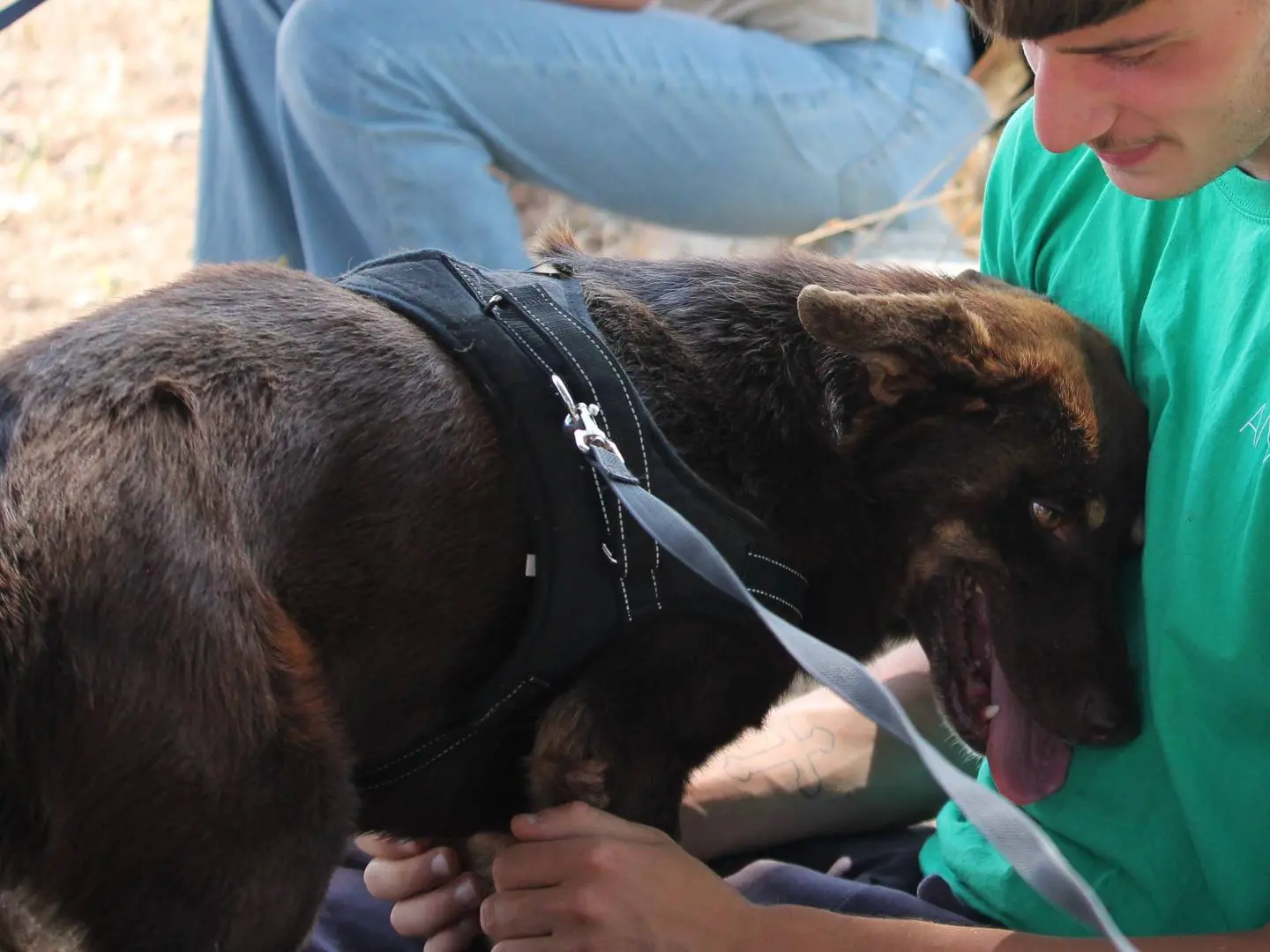 Adotta il cane Bingo a Lecce