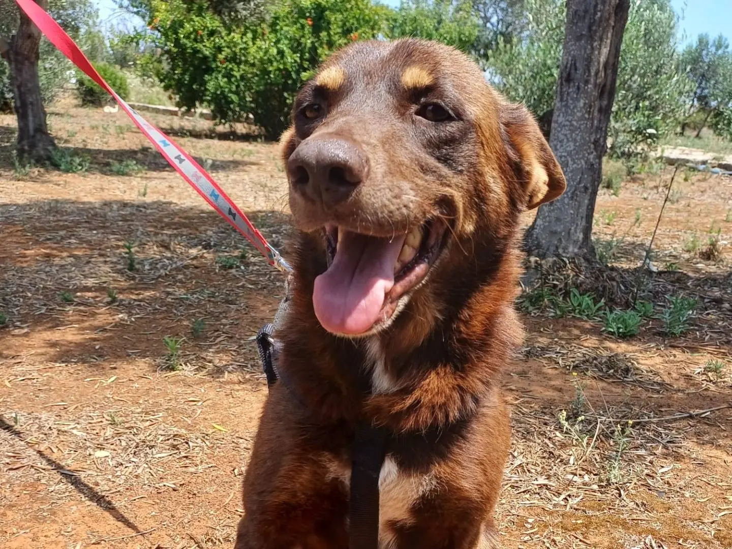 Adotta un cane, maschio, 4 anni e 11 mesi, Lecce