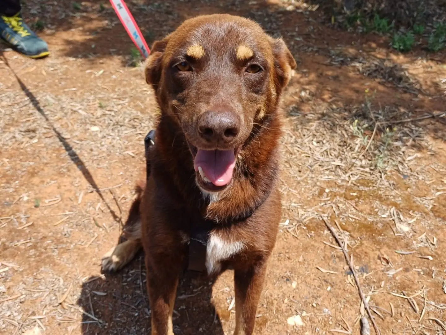 Adozione cane, maschio, Razza sconosciuta Razza sconosciuta, 4 anni e 11 mesi, taglia media, Lecce