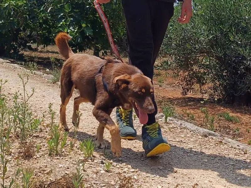 Adotta un cane, taglia media, maschio, Lecce