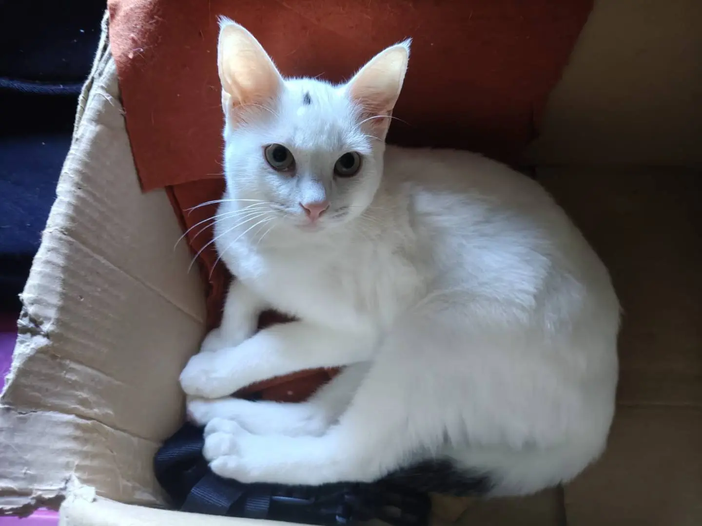 Adozione gatto, maschio, Razza sconosciuta Razza sconosciuta, 6 mesi, taglia non valida, Brescia
