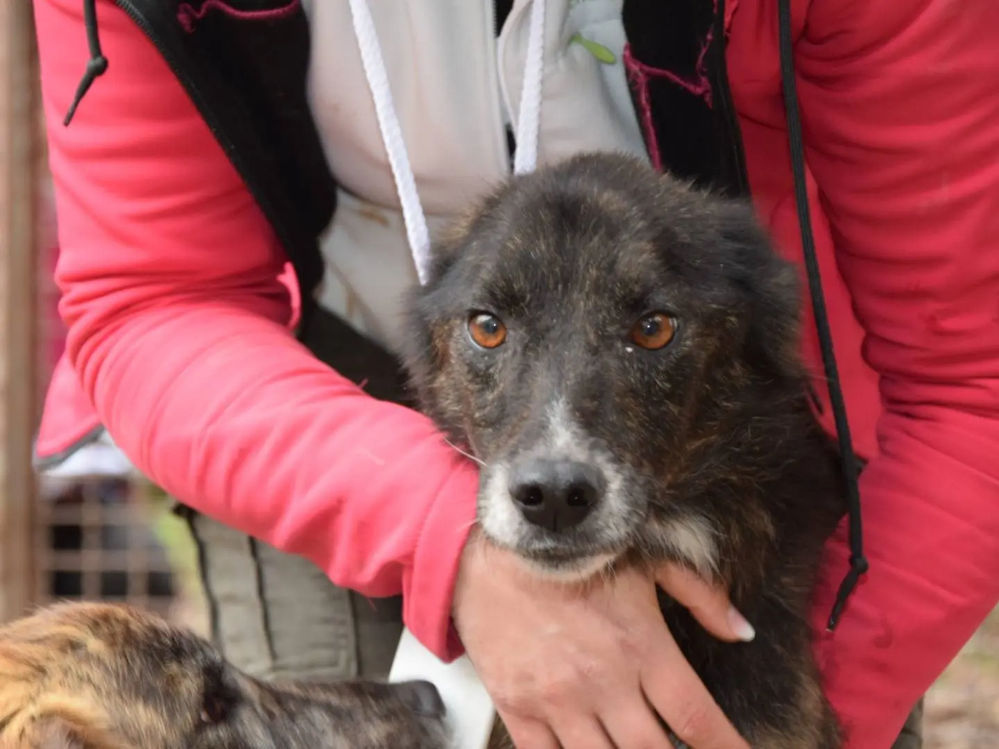 Adozione cane, maschio, Razza sconosciuta Razza sconosciuta, 7 anni e 1 mese, taglia media, Chieti