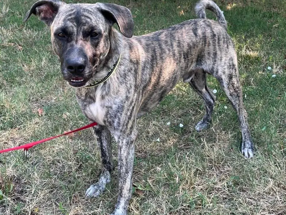 Adotta un cane, taglia grande, maschio, Milano