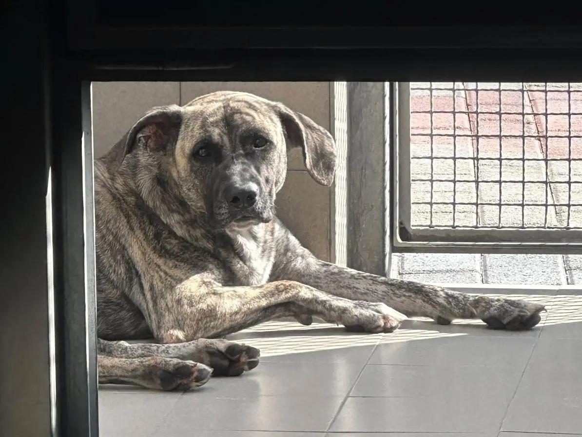 Adozione cane, maschio, Razza sconosciuta Razza sconosciuta, 1 anno e 3 mesi, taglia grande, Milano