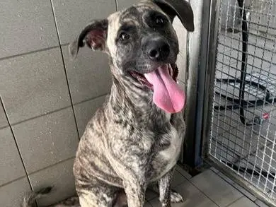 Adotta un cane, maschio, 1 anno e 3 mesi, Milano