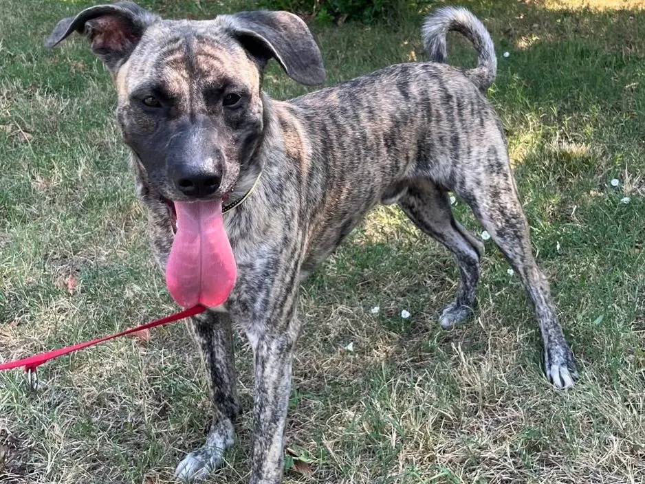 Vuoi adottare un cane a Milano?