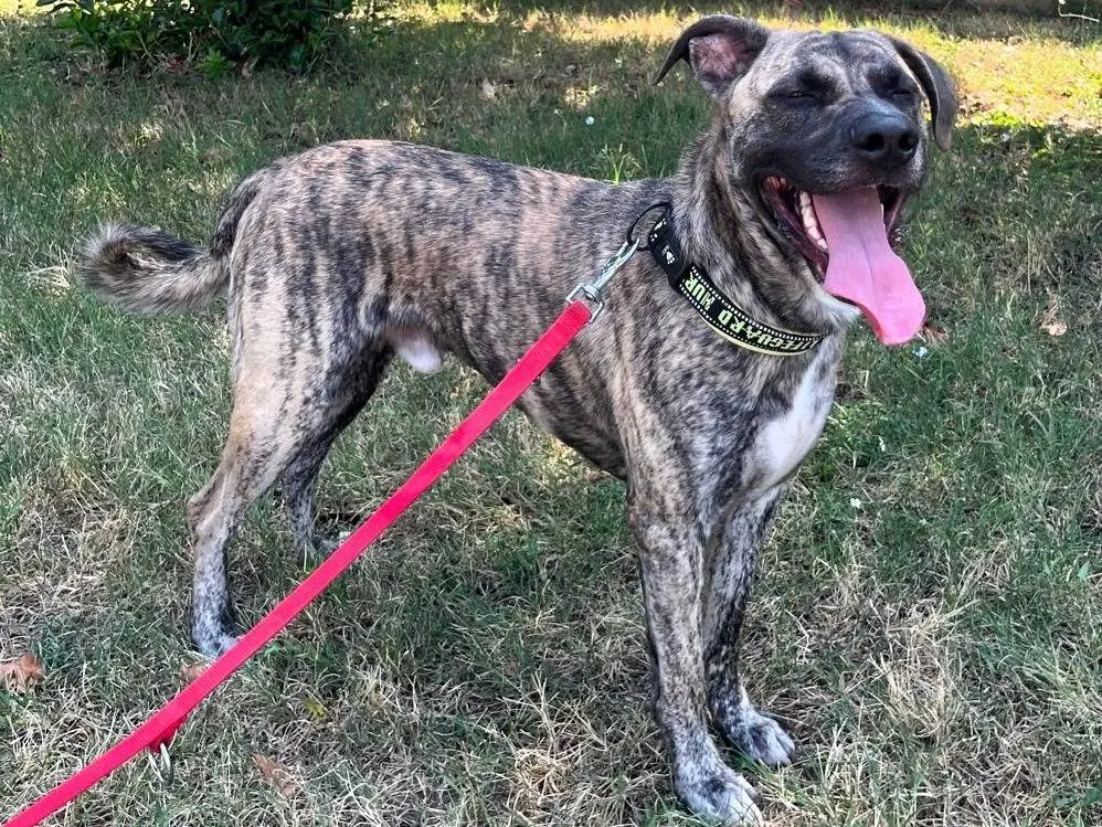 Adotta il cane VITO a Milano