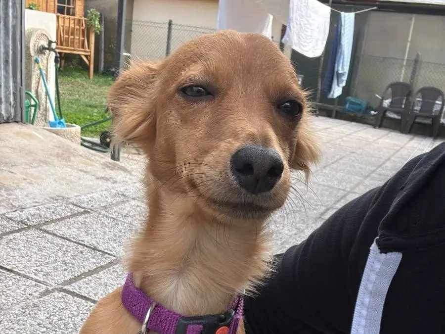 Adotta un cane, femmina, 4 mesi, Padova