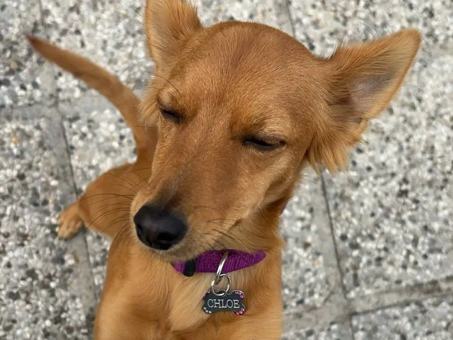 Adotta un cane, taglia piccola, femmina, Padova