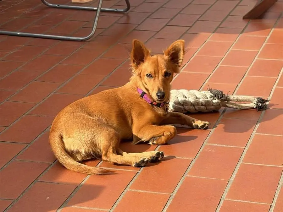 Adozione cane, femmina, Razza sconosciuta Razza sconosciuta, 4 mesi, taglia piccola, Padova