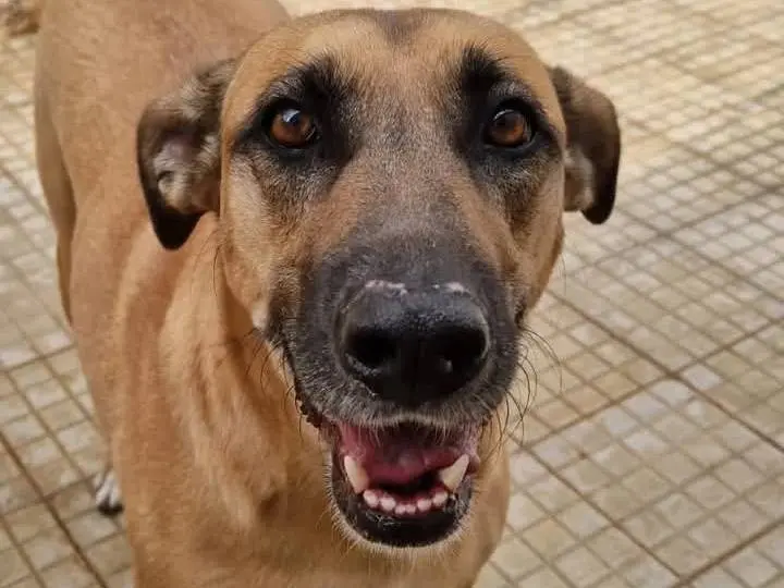 Vuoi adottare un cane a Catania?
