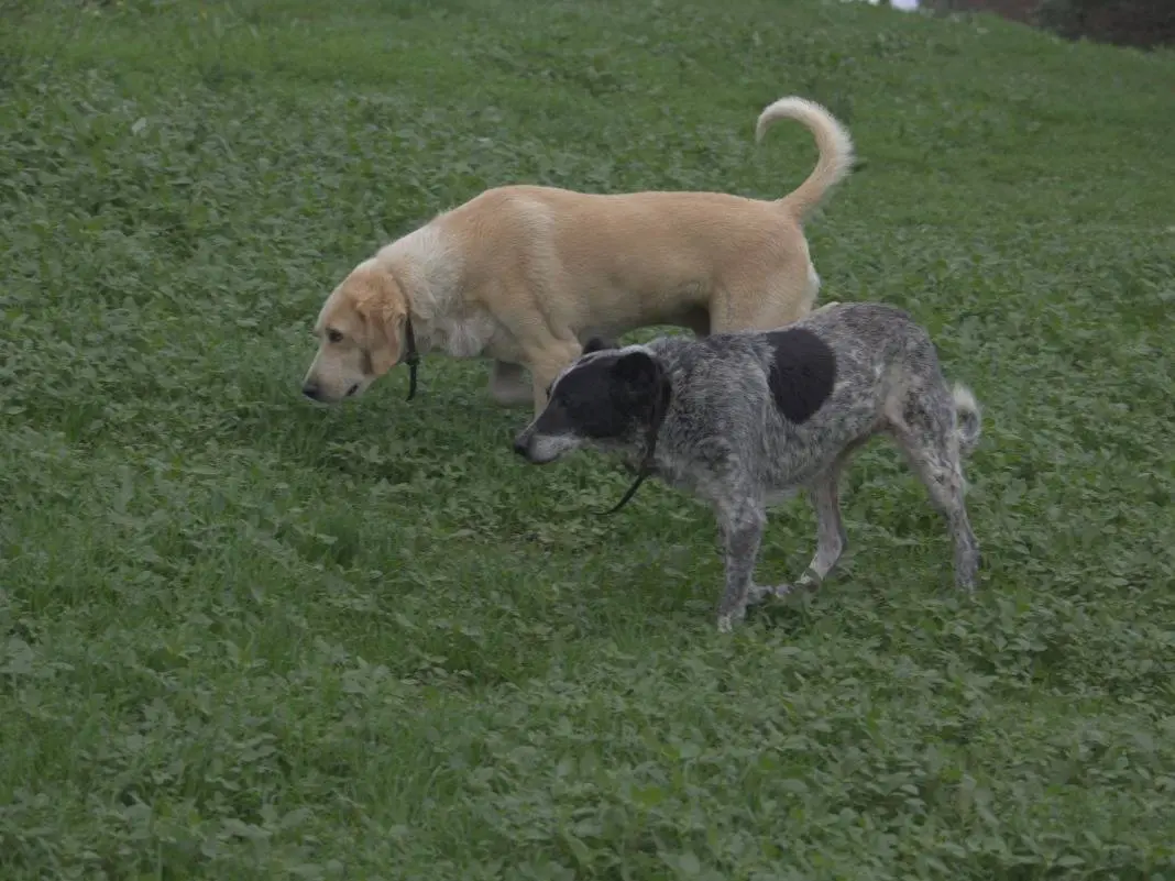 Vuoi adottare un cane a Roma?