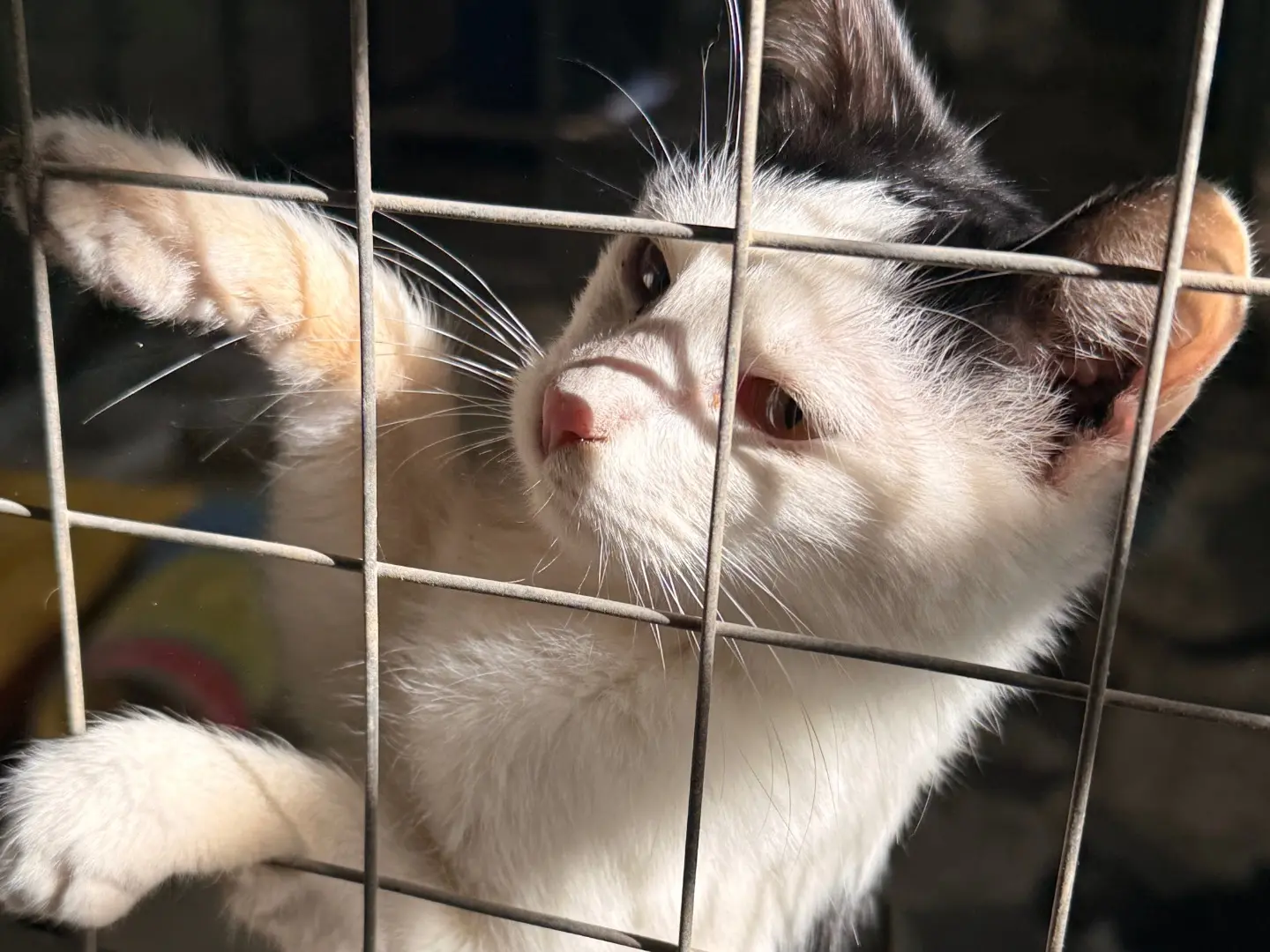Adozione gatto, femmina, Razza sconosciuta Razza sconosciuta, 1 anno e 7 mesi, taglia non valida, Taranto