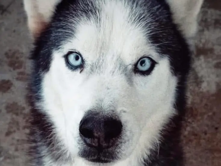 Adozione cane, maschio, Siberian Husky Razza sconosciuta, 10 anni e 4 mesi, taglia grande, Matera