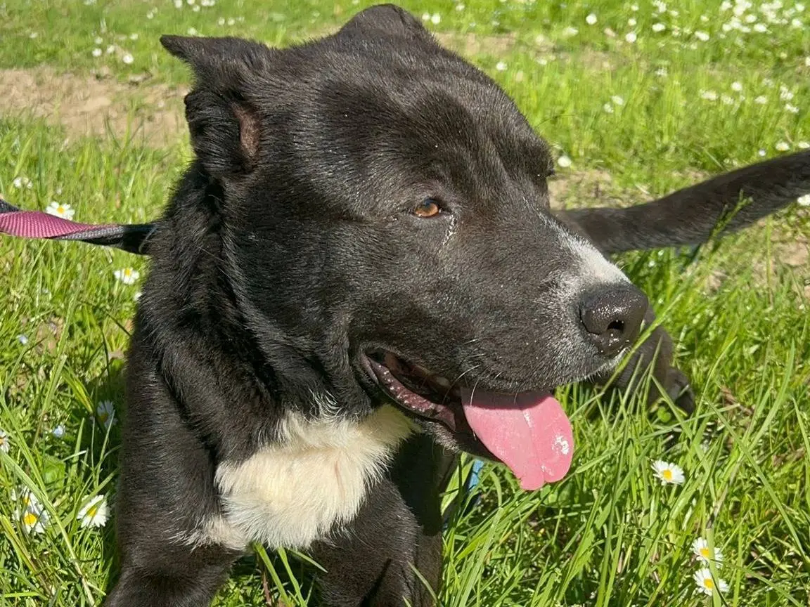 Adotta un cane, maschio, 4 anni e 3 mesi, Milano