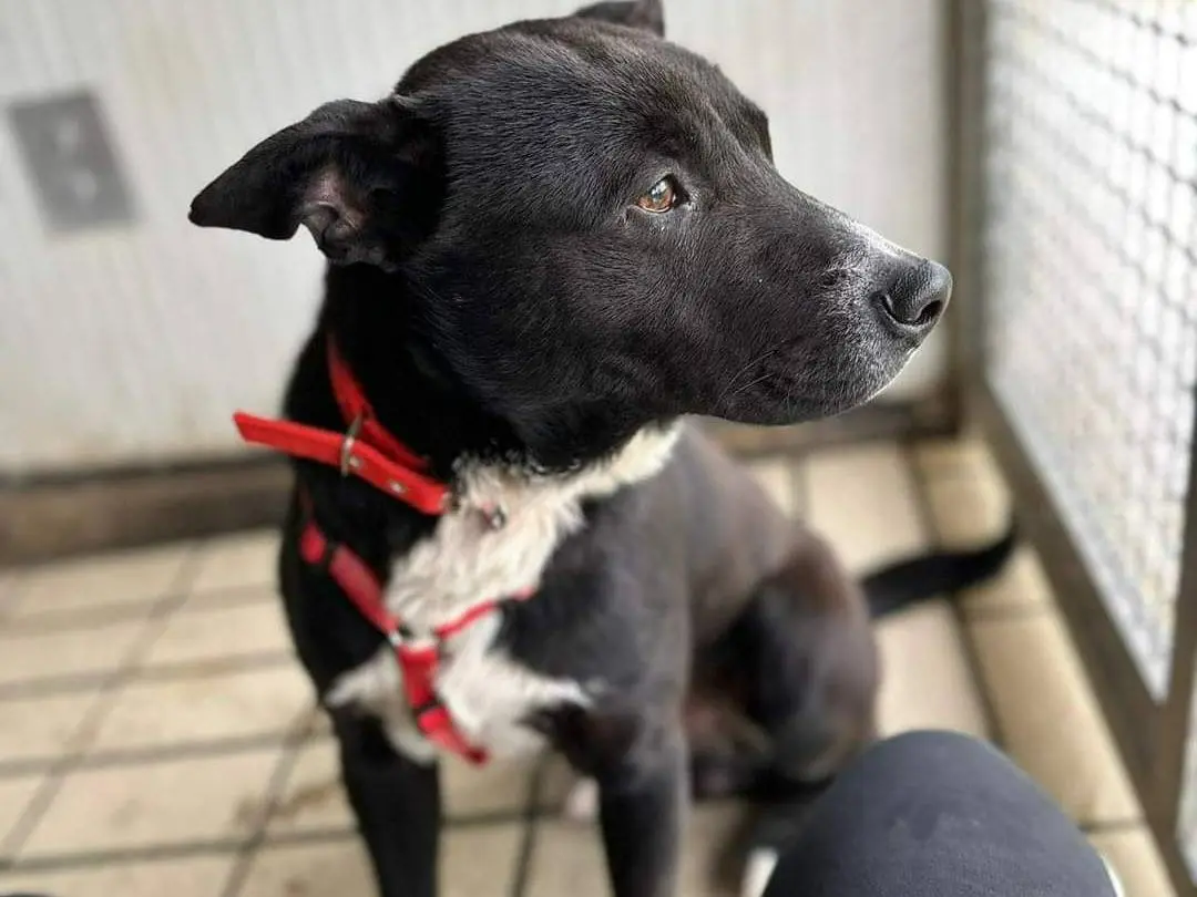 Adotta il cane CICCIO indipendente meticcio  a Milano