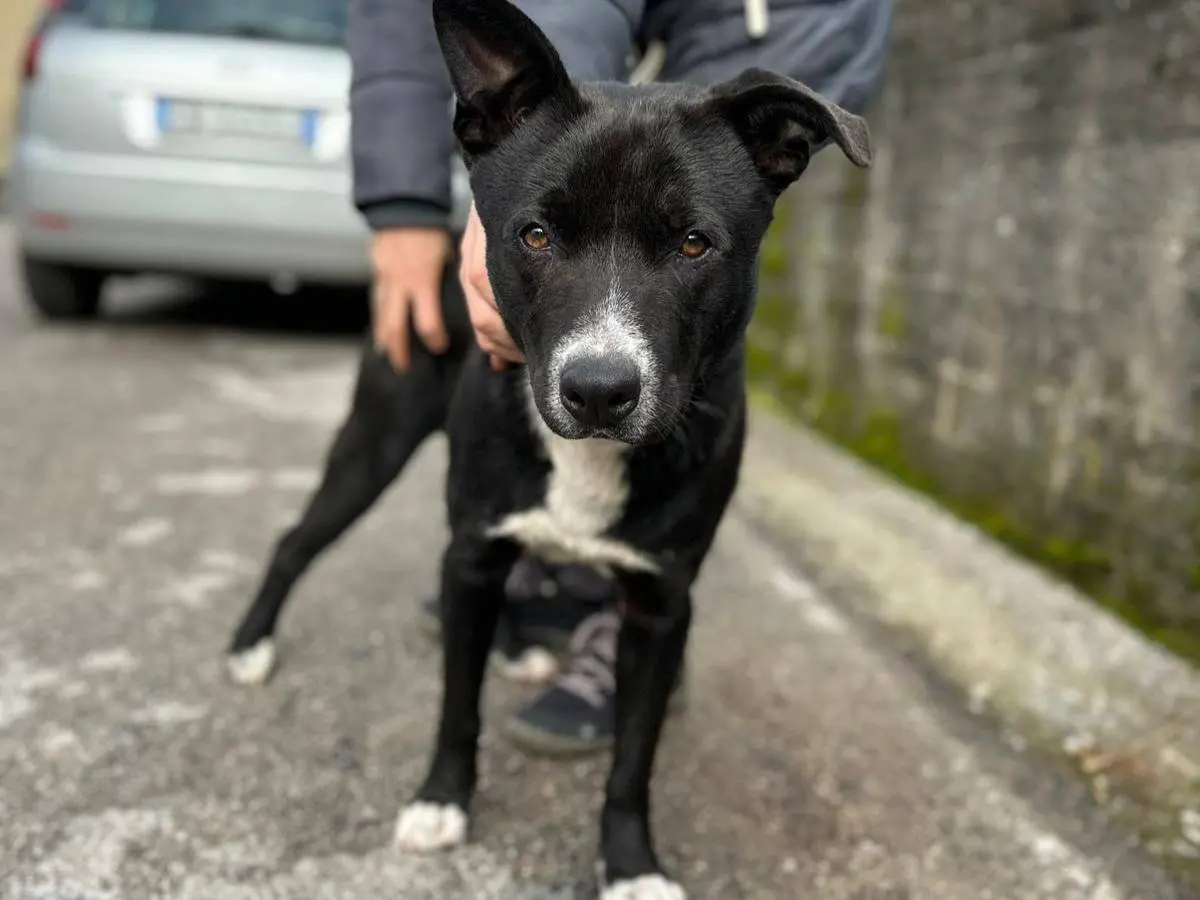 Adozione cane, maschio, Razza sconosciuta Razza sconosciuta, 4 anni e 3 mesi, taglia media, Milano