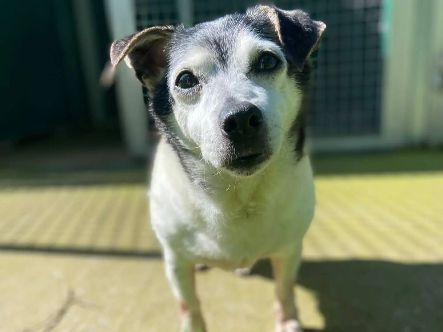 Adozione cane, maschio, Razza sconosciuta Razza sconosciuta, 15 anni e 7 mesi, taglia piccola, Cremona