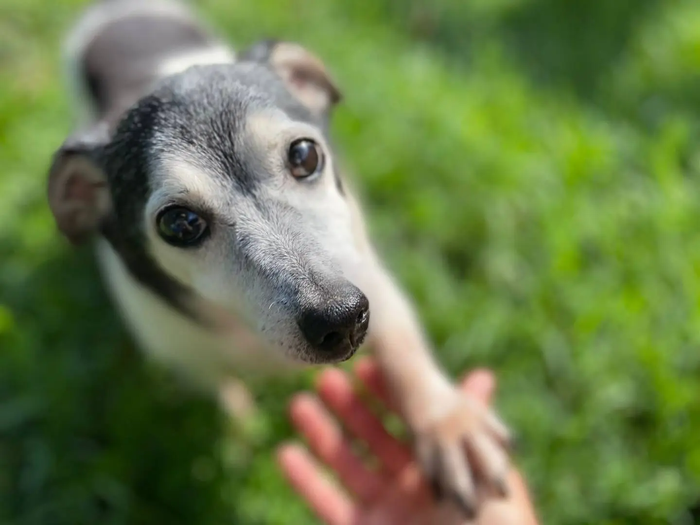 Adotta un cane, maschio, 15 anni e 7 mesi, Cremona