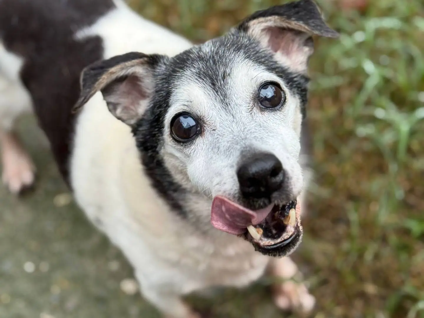 Adotta un cane, taglia piccola, maschio, Cremona