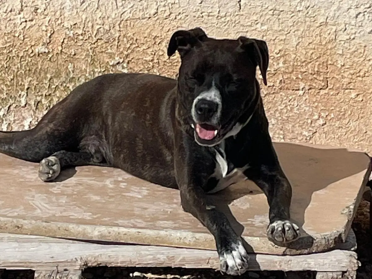 Adotta il cane spenk a Siracusa