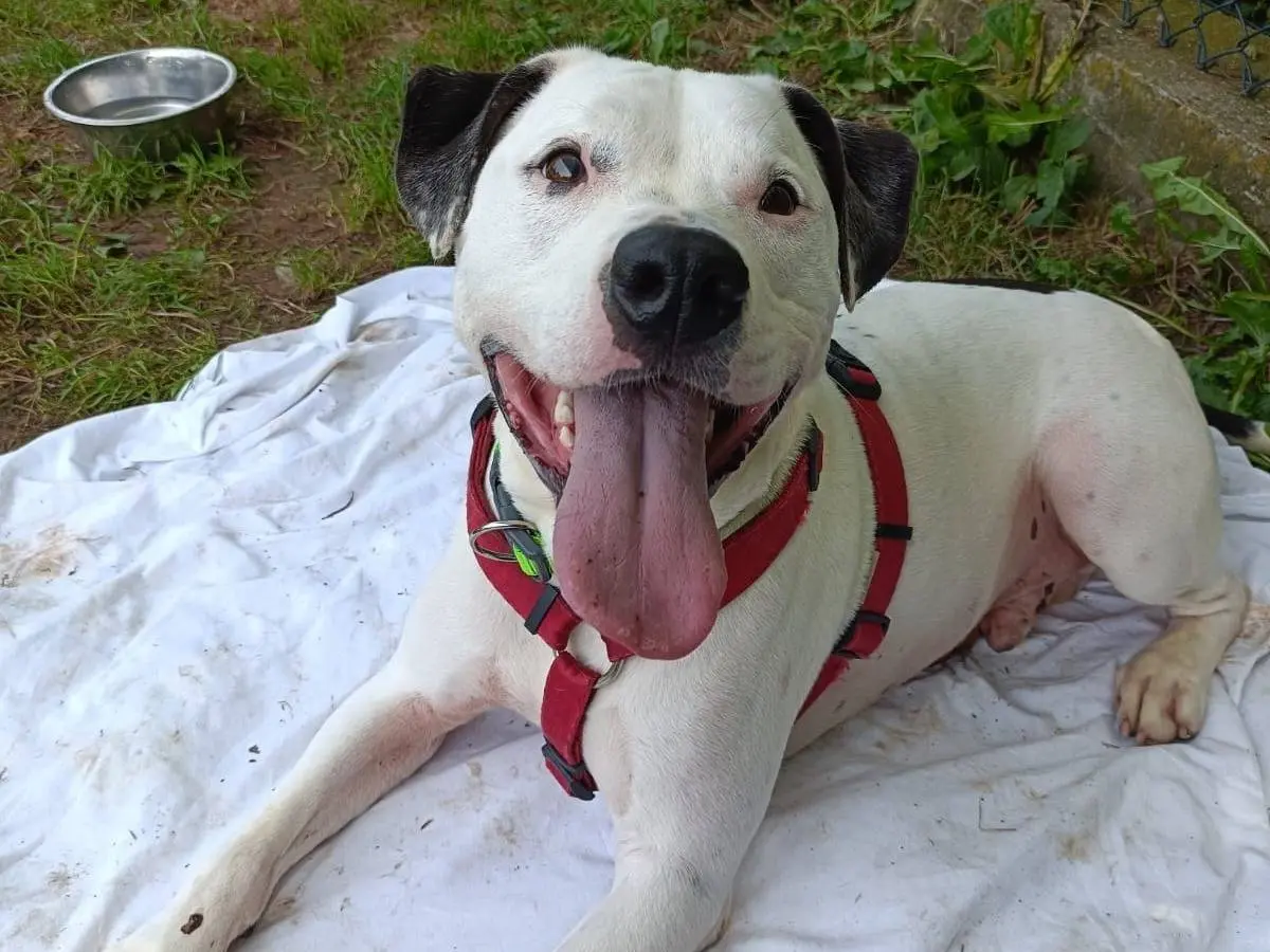 Adozione cane, maschio, Pitbull Razza sconosciuta, 5 anni e 7 mesi, taglia grande, Genova