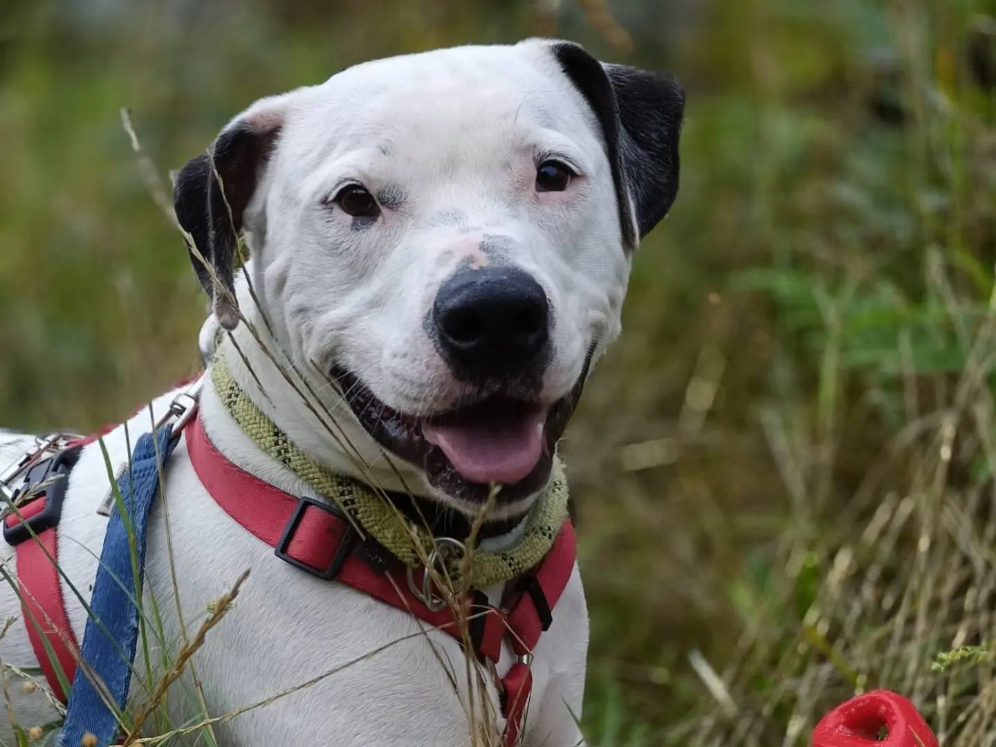 Adotta un cane, maschio, 5 anni e 7 mesi, Genova