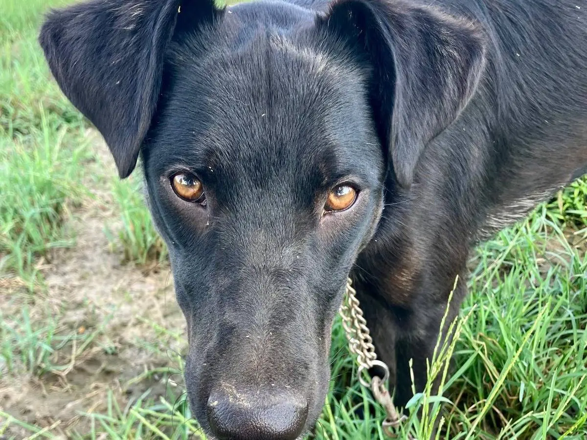 Adotta un cane, femmina, 1 anno e 2 mesi, Milano
