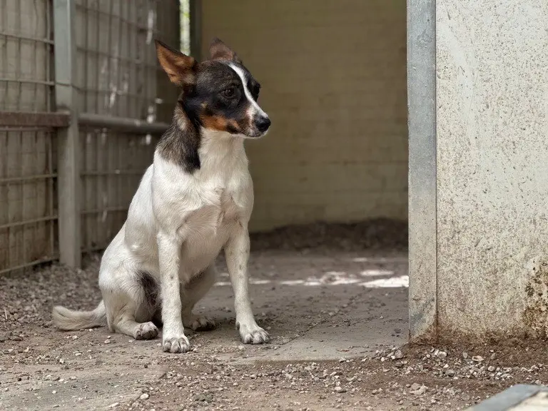 Vuoi adottare un cane a Salerno?