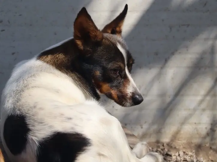 Adotta un cane, femmina, 3 anni e 5 mesi, Salerno