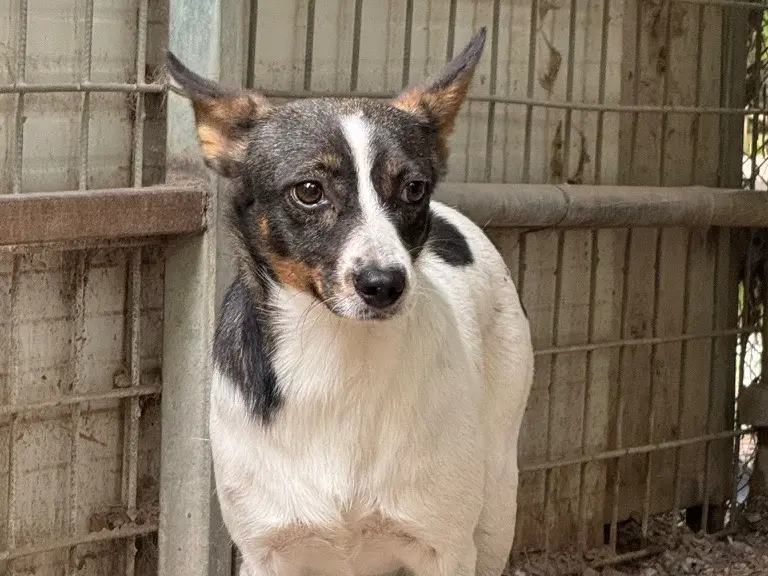 Adozione cane, femmina, Razza sconosciuta Razza sconosciuta, 3 anni e 5 mesi, taglia media contenuta, Salerno