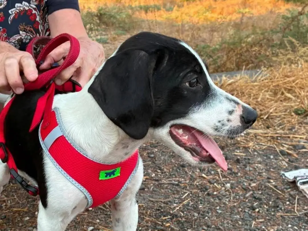 Adotta un cane, femmina, 5 mesi, Siracusa